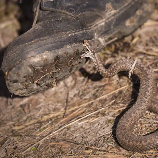 Photo of Closeup of a boot with a poisonous snake that is trying to pierce its sole. Viper common, dangerous poisonous snake, inhabits the European part.
