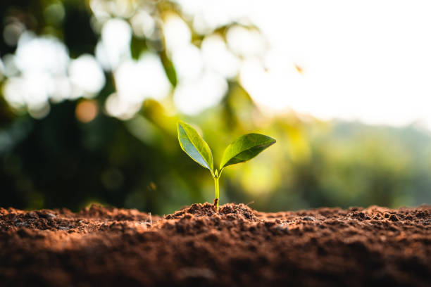 istock Young trees are growing on the soil in nature. 1309690956