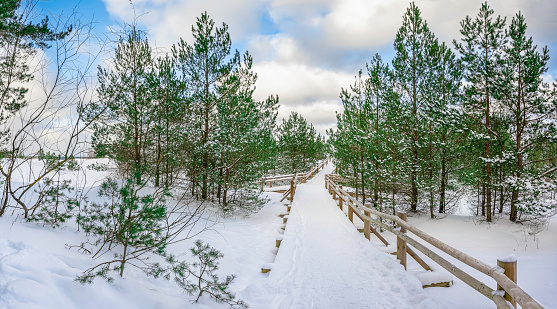 View of footpath covered in snow among pine trees forest near sea coast during sunny winter day with blue sky and clouds.