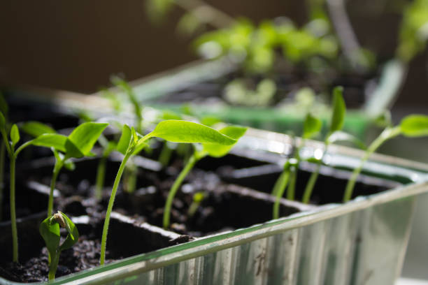 istock Small seedlings on a light background grow in a growing tray. 1309691247