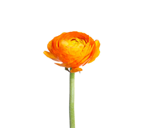 istock Beautiful fresh ranunculus flower isolated on white 1309691339