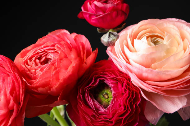 istock Beautiful fresh ranunculus flowers on black background, closeup 1309691343