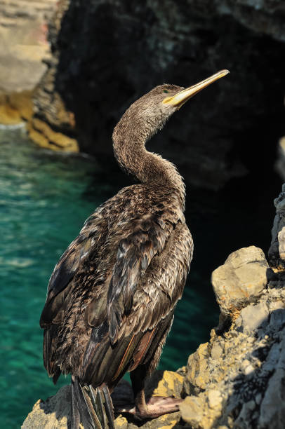 istock Great cormorant on cliffs in Istria 1309691352