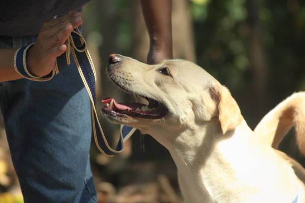 istock dog training yellow labrador retriever 1309692003