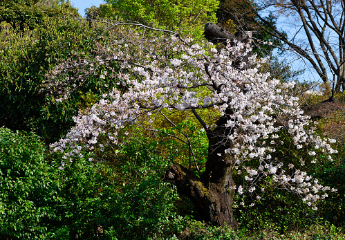 Japanese Cherry Blossom trees against a blue sky.
