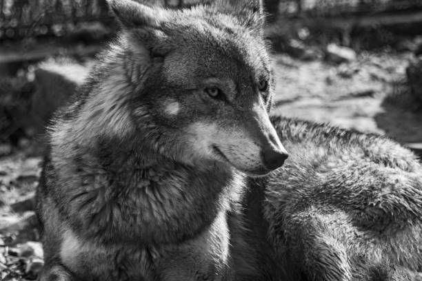 istock Photo of a wolf 1309693535