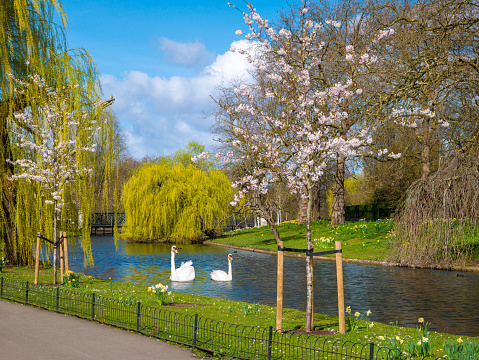 Beautiful nature in the spring season with a blue pond and white swans in Regents park of London on a sunny day