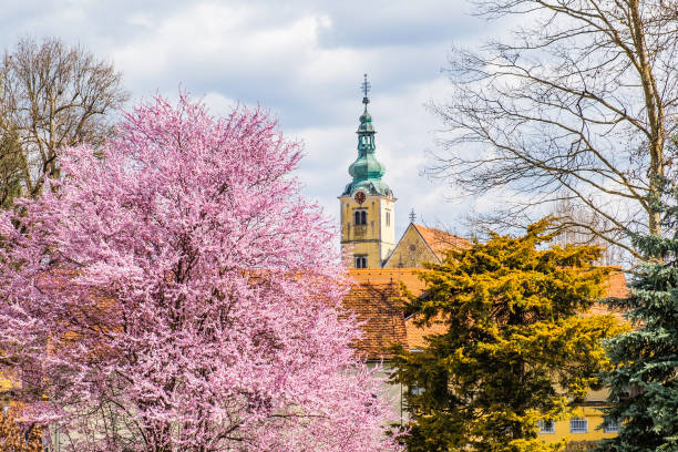 istock Trees blossom in Samobor, Croatia 1309695862