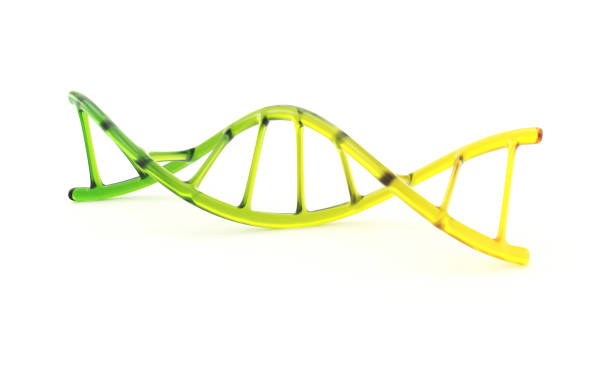 estructura de adn de vidrio - dna helix individuality science fotografías e imágenes de stock