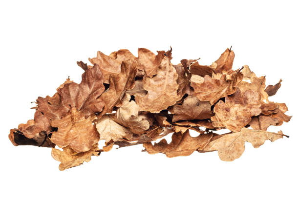 foglie di quercia in primavera all'autunno delle foglie - dry leaves foto e immagini stock