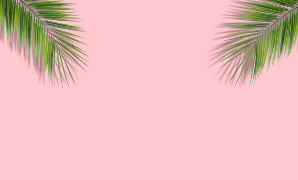 istock Palm leaves background. Tropical palm leaves on an empty colored background. Summer, tropics, sun, vacation concept 1309700010