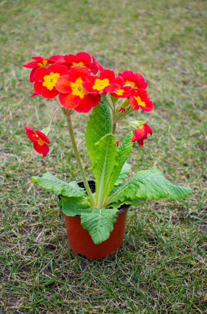 Small brown plastic flower pot with soft tall red primula flowers (seedling) with vivid orange or yellow centers standing on the green lawn in the spring garden.
