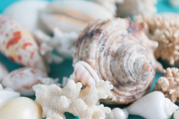 istock Summer sea background - shells and coral on a blue background. Close up. 1309701864