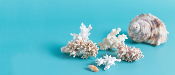 istock Summer sea background - shells and coral on a blue background. 1309701992