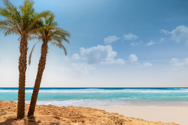 istock Paradise Sunny beach with palms and turquoise sea. 1309702540