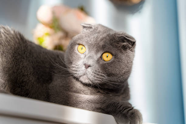istock Beautiful grey cat scottish fold in a home interior with sun glare and flowers 1309703521