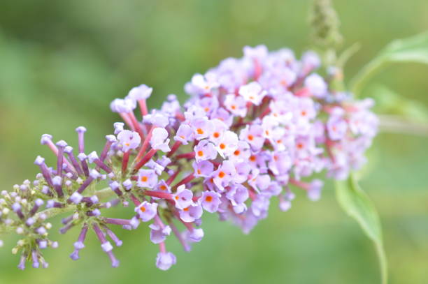 istock Macro of Summerflower 1309703539