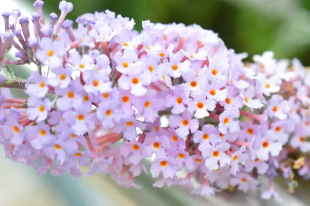 Macro from a summer flower