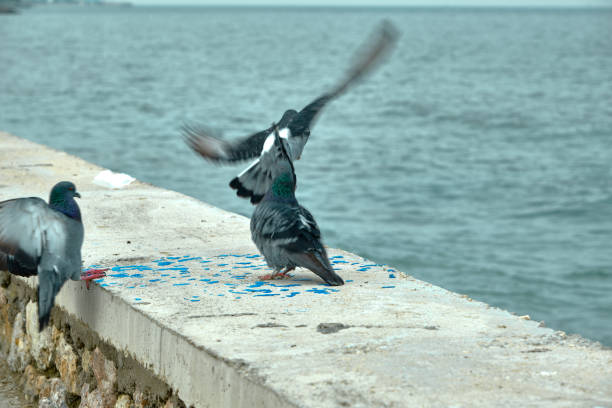 Groups piece of doves and pigeons. Gray feathers and colorful feathers on their necks. They are landing on a wall near the seaside and shore during overcast weather.
