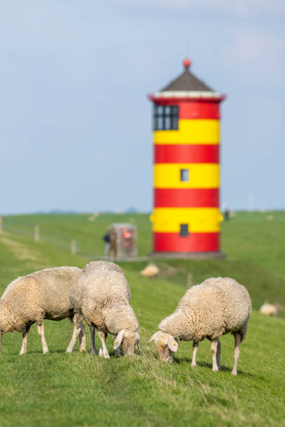istock Sheep at the lighthouse of Pilsum 1309703687