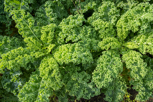 Kale, (Brassica oleracea var. sabellica L.)