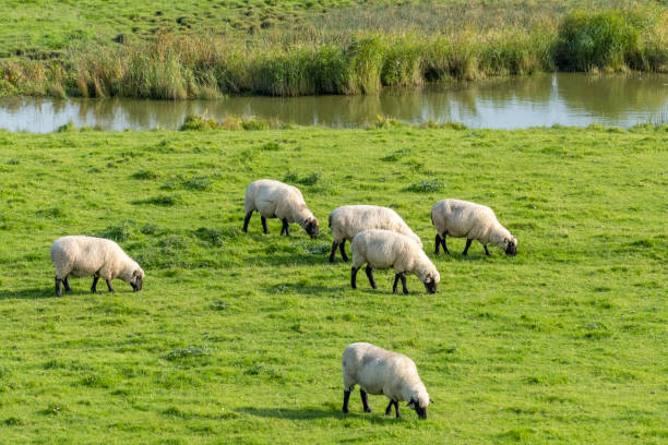 Germany, East Frisia, sheep on a dike.