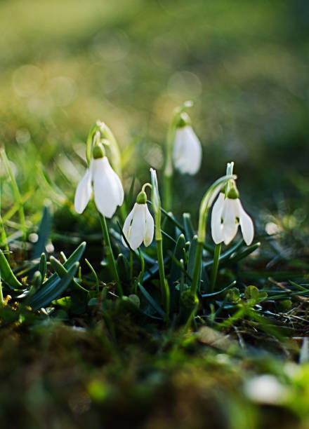 istock Little first spring flowers of snowdrops bloom outdoors in the spring 1309704996