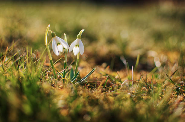 istock Little first spring flowers of snowdrops bloom outdoors in the spring 1309705035