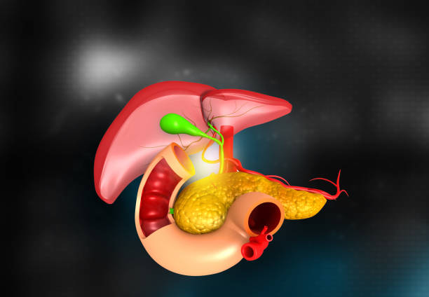 istock Human liver and pancreas 1309707485