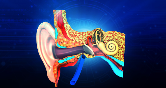 Human Ear Anatomy Stock Photo Biology Diagrams