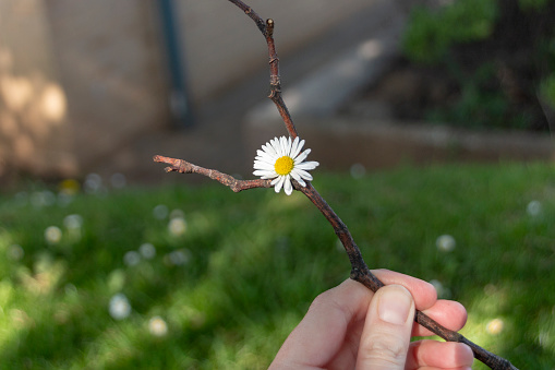 a close up view of a small daisy that was caught in the branches of a tree