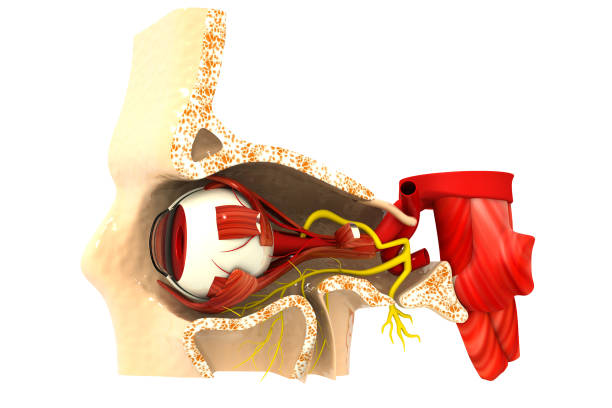 istock Human eye anatomy. inner structure. 3d illustration 1309709052