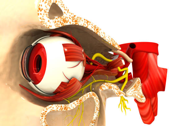 istock Human eye anatomy. inner structure. 3d illustration 1309709204