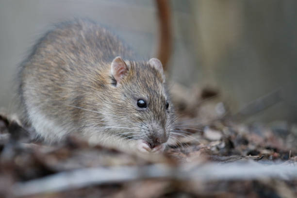 istock Wild rats foraging in the woods 1309711053