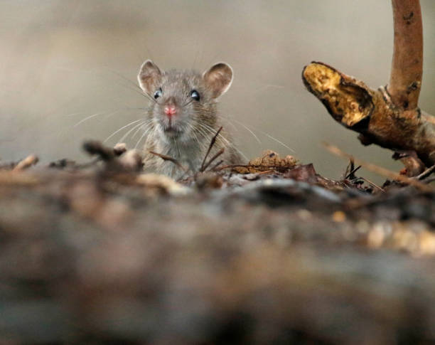 istock Wild rats foraging in the woods 1309711070