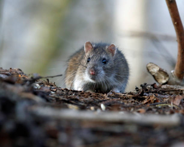 istock Wild rats foraging in the woods 1309711119