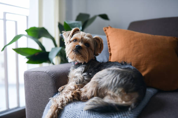 istock Cute dog lying down on the sofa. 1309711553