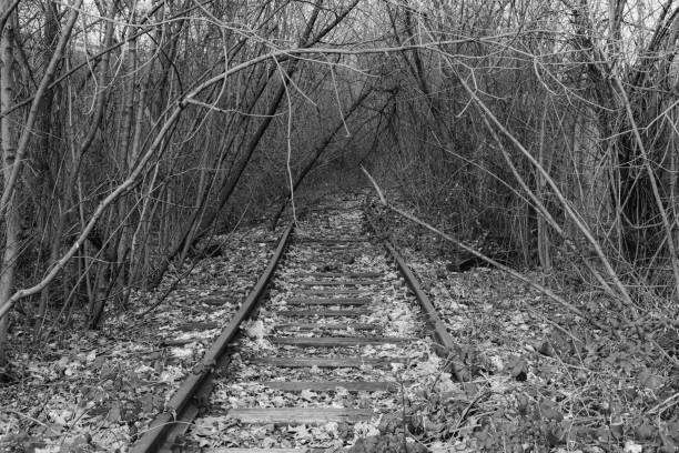 when a train rail has been out of use for a long time, nature is given the freedom to grow again. soon there is no space left for the track and it is completely closed