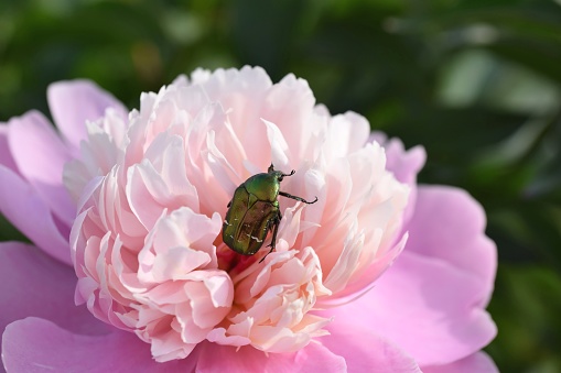 Rose chafer (Cetonia aurata) beetle on tender peony flower