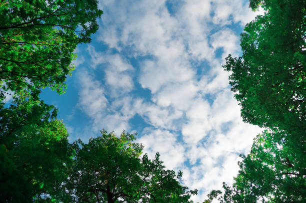 istock Blue sky with white clouds. Branches of trees in the foreground overhead. copy space 1309712659