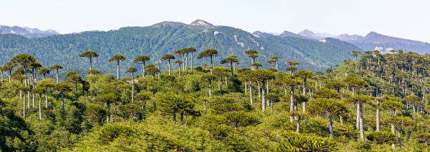 Araucaria forest at Conguillio N.P. (Chile) Araucaria forest at Conguillio N.P. (Chile) - panoramic view araucaria araucana stock pictures, royalty-free photos & images