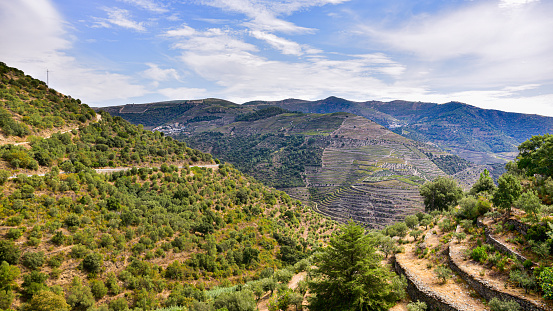 Landscape of vineyards in the mountains of Portugal in summertime