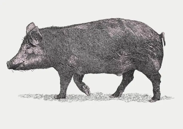 Vector illustration of Pig Trotting