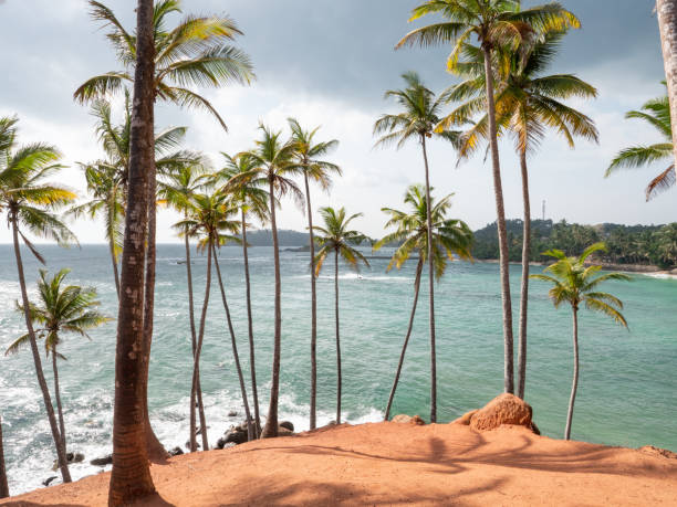 istock Palm tree hill above sea in Sri Lanka 1309716008