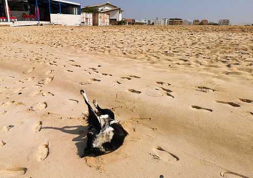 Cute mongrel dog having fun on the beach of Sal Rei, Cape Verde. Small traditional style buildings in the distance. Selective focus on the animal, blurred background.