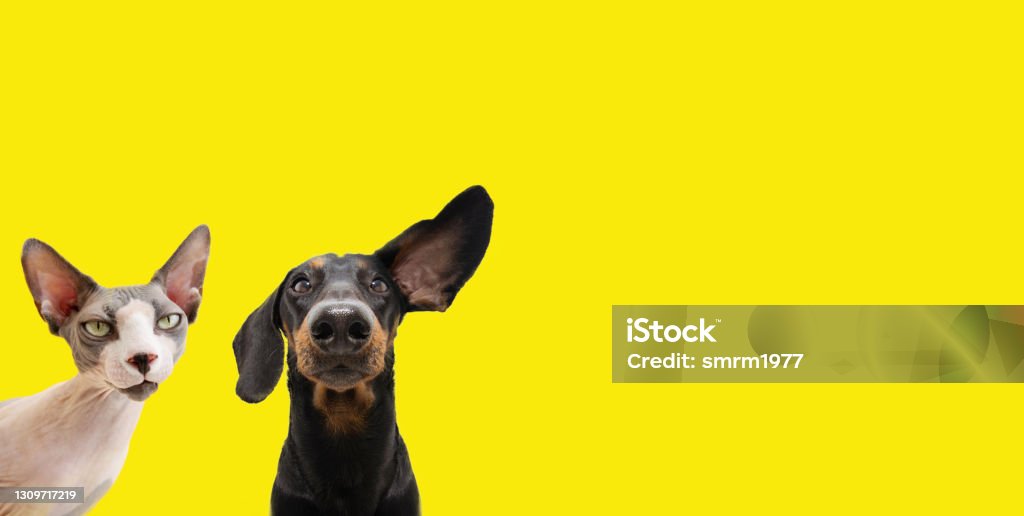 Banner two funny pets listening  expression. dachshund dog and curious sphynx cat. Isolated colored yellow background. Dog Stock Photo