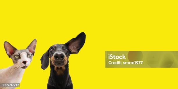 Banner Two Funny Pets Listening Expression Dachshund Dog And Curious Sphynx Cat Isolated Colored Yellow Background Stock Photo - Download Image Now
