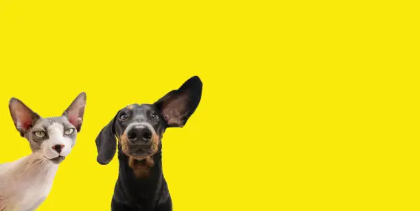 Banner two funny pets listening  expression. dachshund dog and curious sphynx cat. Isolated colored yellow background.