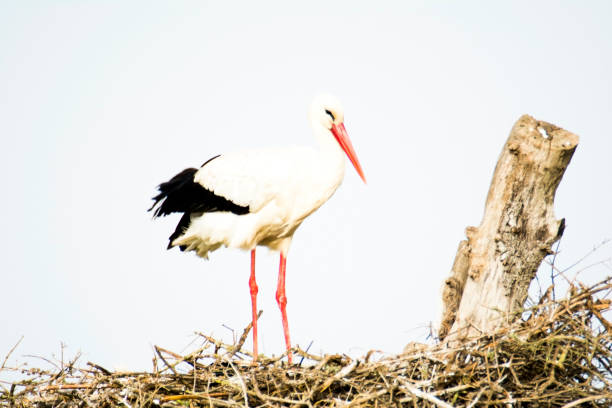 istock Stork in its nest on a bright morning 1309717251