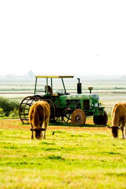 red parked tractor, stand in a row, a photo from behind